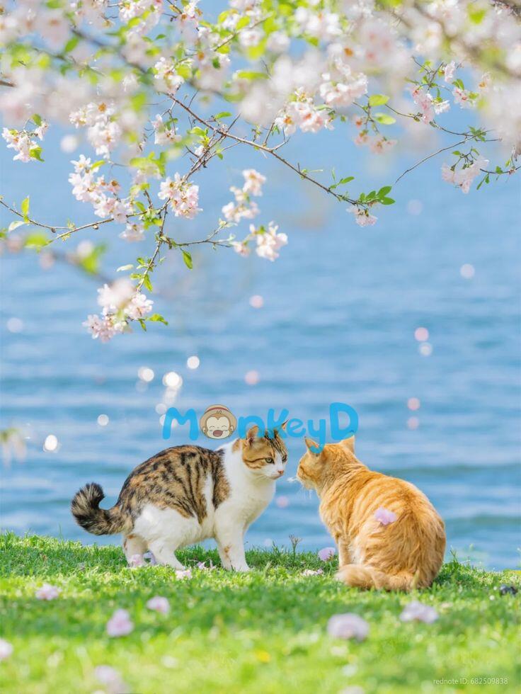 Xuyên Nhanh: Ký Chủ Lại Bị Chủ Thần Bệnh Kiều Dụ Dỗ Rồi